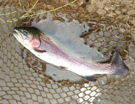 ルアー＆フライで楽しめました